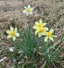 Yellow Small Cup Daffodil