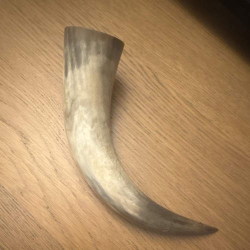 Animal horn taxidermy - animal,