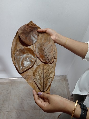 Big largest indian catappa - largest,