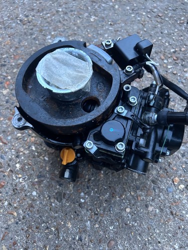 Genuine selva marine guppy - selva,