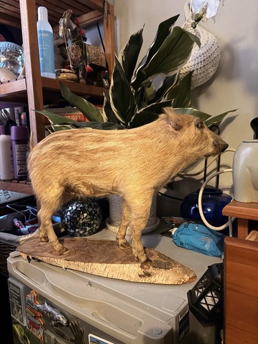Taxidermy baby wild - baby,