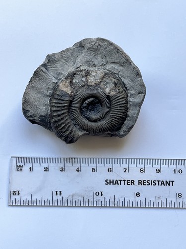 Large dactylioceras - large,