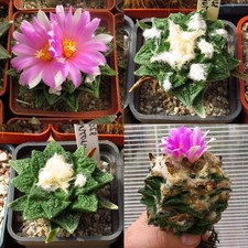Ariocarpus hin mix 10seeds - ariocarpus,