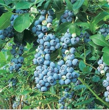 Bluegold Blueberry Plant (1L Pot) – Compact, Heavy-Cropping Variety |