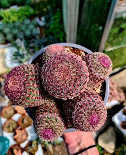 Echinocereus rigidissimus - echinocereus,