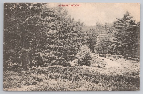 Oxshott woods surrey - oxshott,