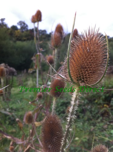 Wild flower teasel gram - teasel, 3