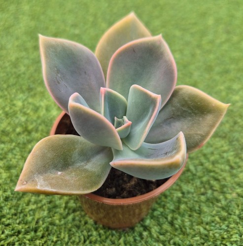 Echeveria lilac fantasy - 'lilac, fantasy'