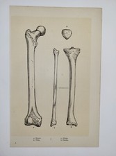 Vintage Antique Print Human Tibia Fibula Femur and Patella