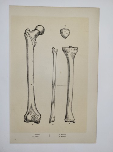 Vintage antique print human - vintage,
