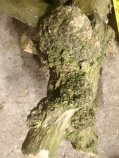 Eye Burr / Burl English Box