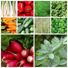 CHOOSE ANY 4 FOR £3.92 Vegetable and Herb Seeds Grow Your Own Indoor Outdoor UK