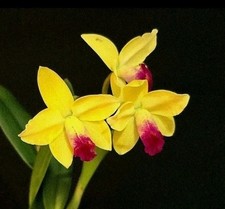 Mini Cattleya Daffodil, 1 New