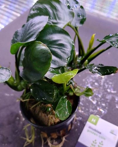 Anubias nana coin - , 5cm