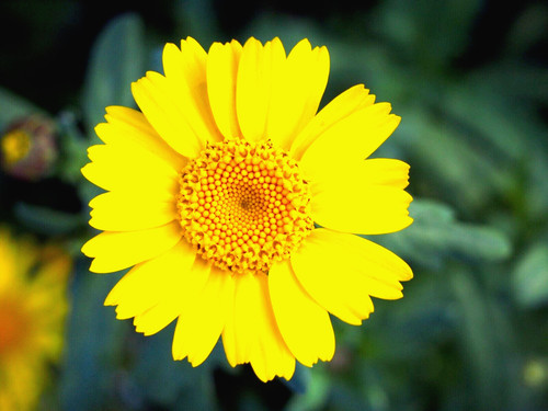 Corn marigold chrysanthemum - marigold,
