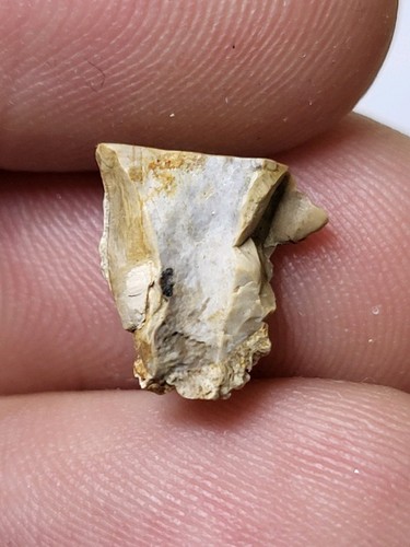 Rare triceratops tooth - rare,