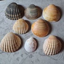 Bundle of 8 Assorted Cockle Shells, 5cm to 7.5cm, from a vintage collection