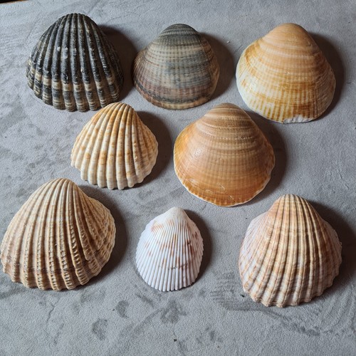 Bundle assorted cockle - bundle,