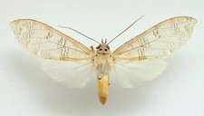 Elysius Polystrigata White