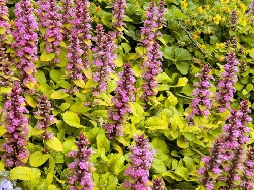 Ajuga reptans gold - gold, chang'or'