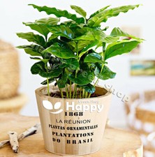 COFFEE PLANT - 10 SEEDS - Grow your own - Indoor Plant Coffea Arabica nana