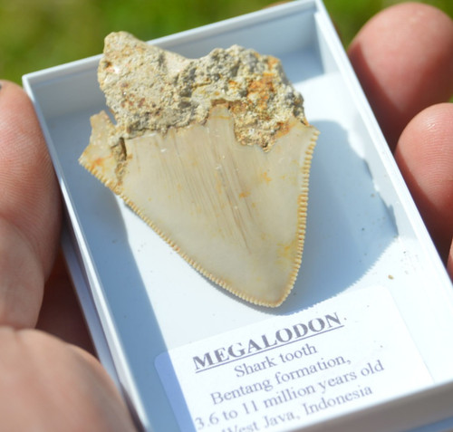 B62 wow genuine megalodon - b62,,