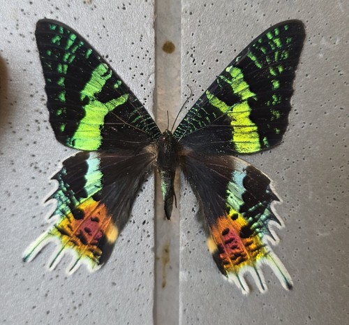 Madagascan sunset moth set - madagascan,