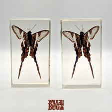 Dragontail Butterfly - Insect In Resin - Large - Real Taxidermy Paperweight Bugs