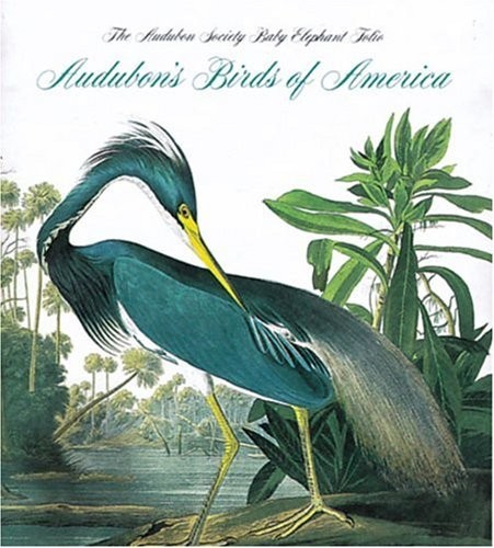Birds america tiny - birds,