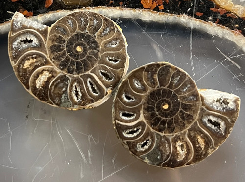 Matched ammonite fossil - fossil, |