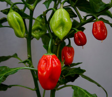 Carolina Reaper Habanero Type