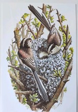 Vintage Long Tailed Tit Bird