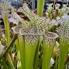 Carnivorous Sarracenia