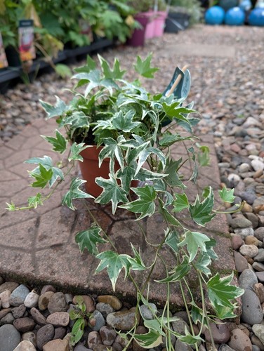 Hedera helix variegata - hedera,