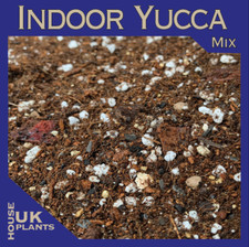 Yucca soil mix pest free - yucca,