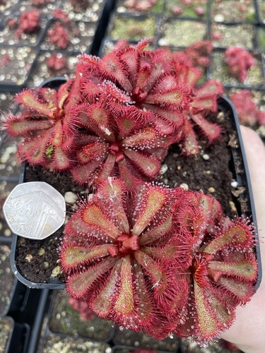 Drosera slackii medium size - drosera,
