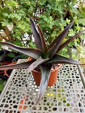 Live plants black gem - plants,