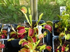 Carnivorous Plant - Venus Fly