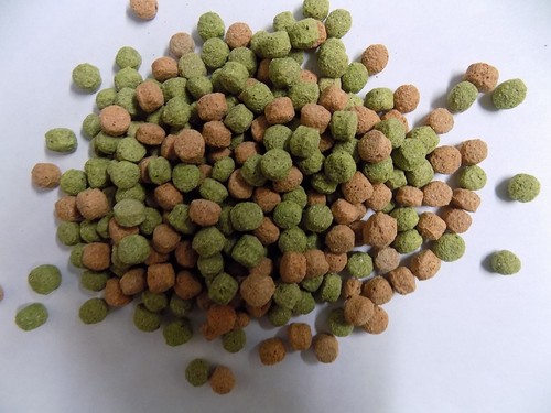 10kg high protein koi - ,