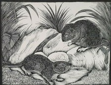 DAGLISH VOLE VOLES Mammal