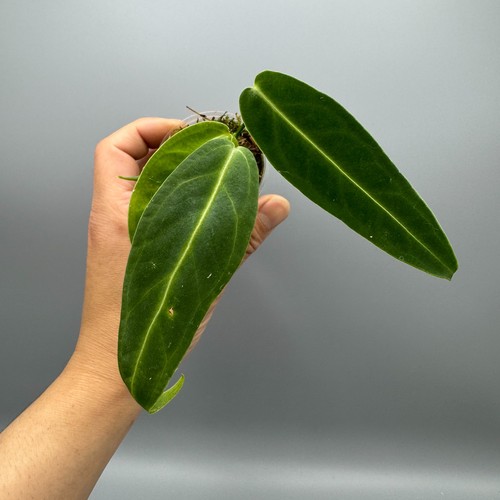 Anthurium warocqueanum queen - anthurium,