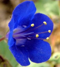 CALIFORNIA BLUEBELL - 2500