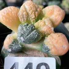 Sale Plant Ariocarpus Fis