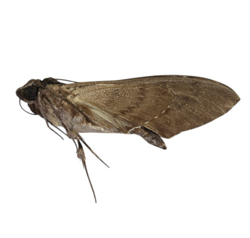 Unidentified thai sphinx moth - unidentified,