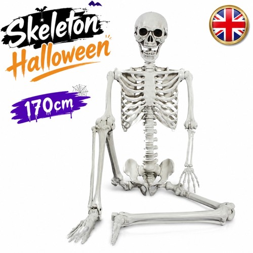 Giant life size human skeleton - giant,