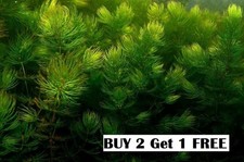 Hornwort Ceratophyllum Demersum-Live Aquatic Plants Free of chemicals and snails