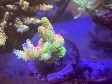 RRC Rainbow Splice acropora