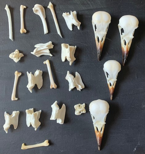 Taxidermy skull wings bones - skull,