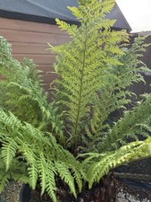 MULTIHEAD DA TREEFERN - re