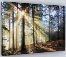 STUNNING WOODLAND / FOREST / TREES CANVAS WALL ART PICTURE LARGE 